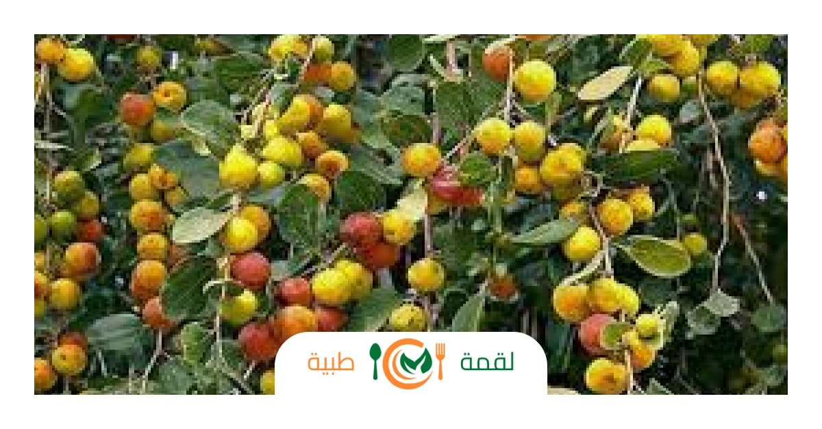 النبق